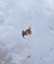 Snow Flea
