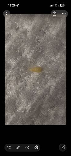 Fly Larva (Maggot)