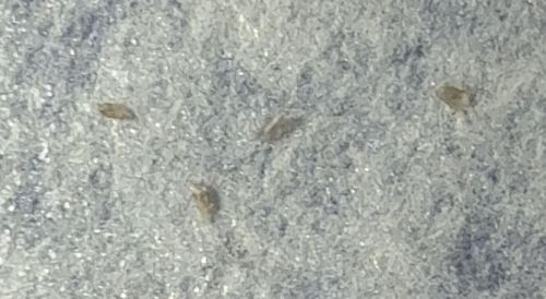 Booklice (or Barklice)