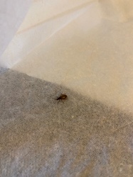Ground Beetle (possibly a species of Lebiini or Agonum)