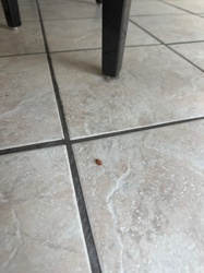 German Cockroach (likely a nymph)