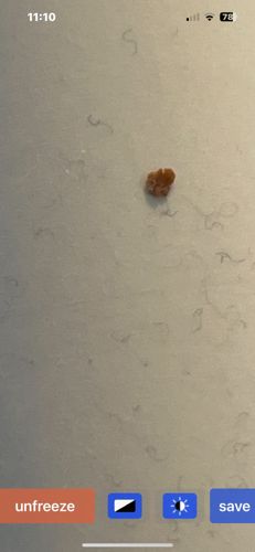 Case-bearing Clothes Moth (or Plaster Bagworm)