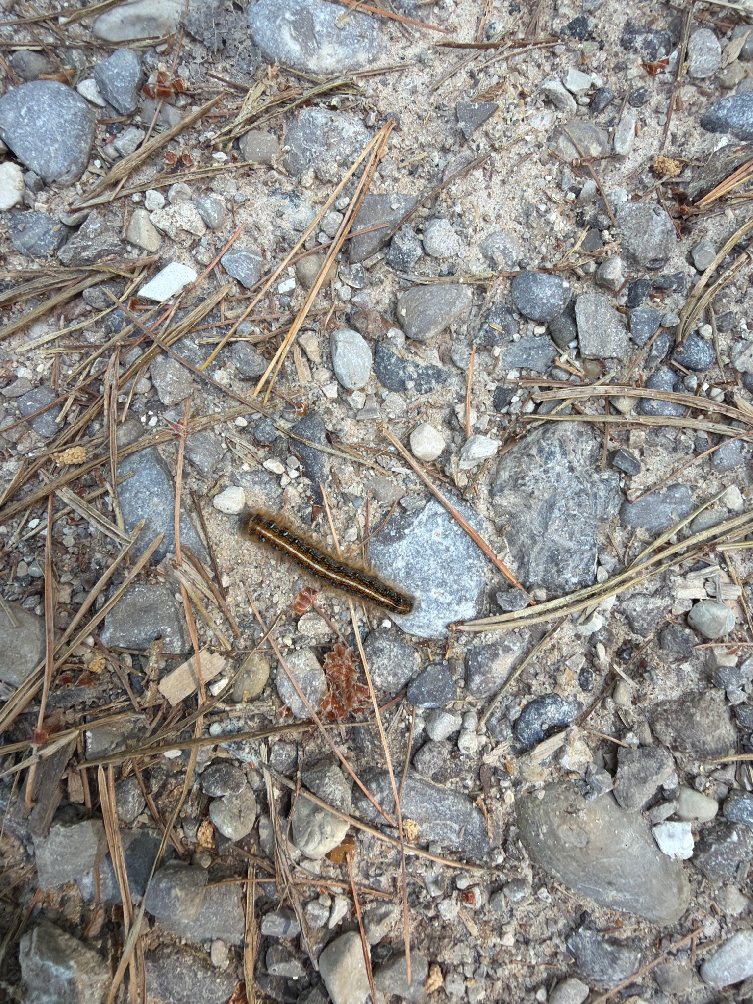 Eastern Tent Caterpillar