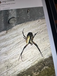 Garden Spider / Yellow Garden Spider