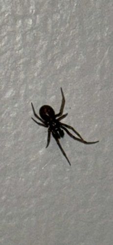 False Widow Spider