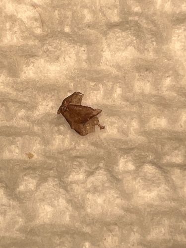 Webbing Clothes Moth