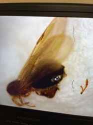 Winged Termite (likely a swarmer)