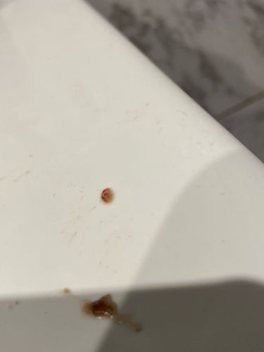 Bloodworm (Midge Larva)