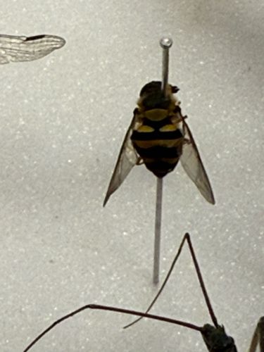 Hoverfly, also known as Flower Fly or Syrphid Fly