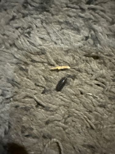 Pill Bug / Roly Poly