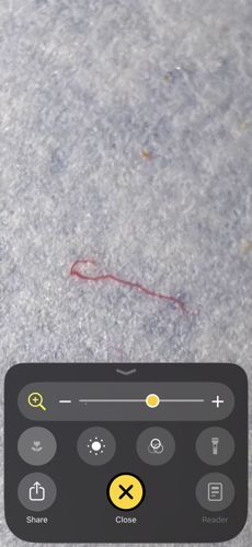 Bloodworm (Chironomid Larva)