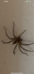 House Spider
