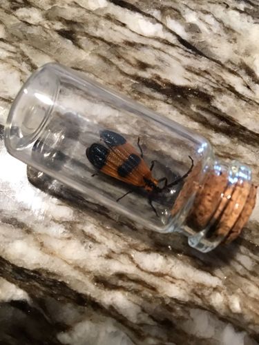 Net-winged Beetle