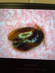 American Spider Beetle