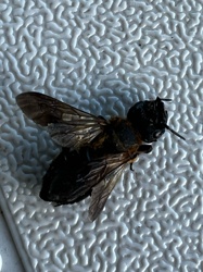 Carpenter Bee