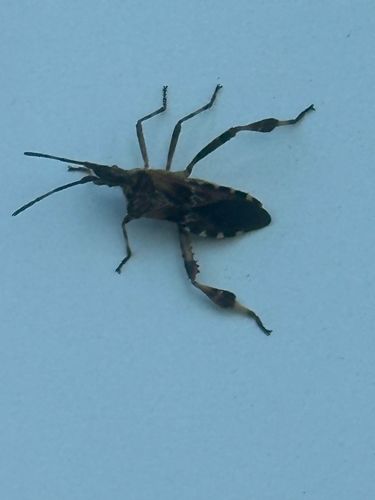 Western Conifer Seed Bug