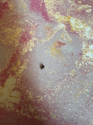 Cigarette Beetle