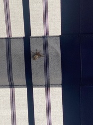 Orb Weaver Spider (likely a furrow orb weaver)