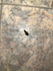 Unidentifiable Insect