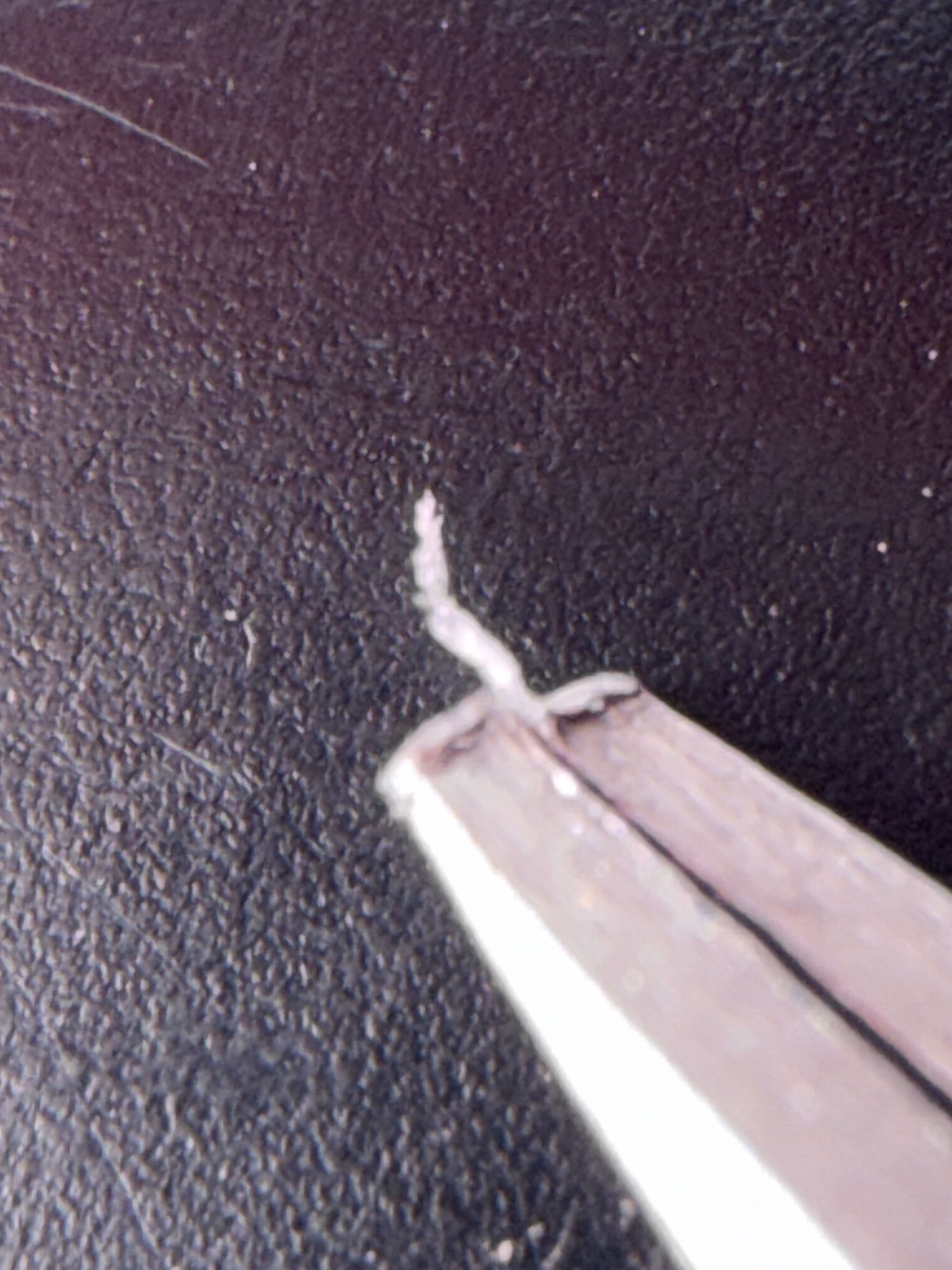 Woolly Aphid
