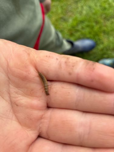 Leatherjacket (Crane Fly Larva)