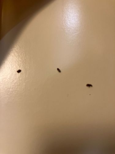 Carpet Beetle (appears to be a varied carpet beetle or black carpet beetle based on shape and common small size)