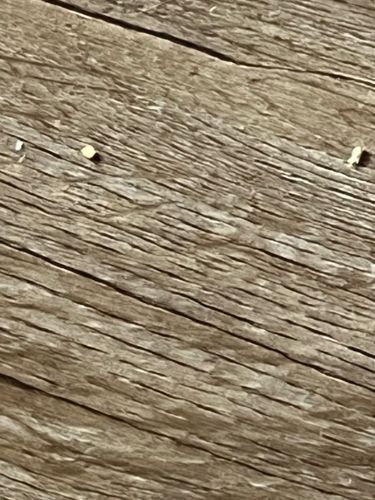 Sawdust or Wood Debris