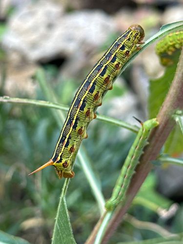 Bedstraw Hawk-moth