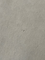 Case-bearing Clothes Moth (or Plaster Bagworm)