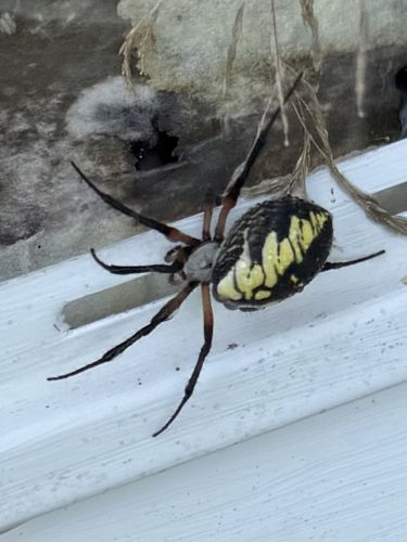 Black and Yellow Garden Spider, Zipper Spider, Corn Spider, Writing Spider