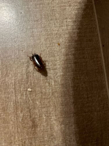 Cockroach (likely German Cockroach nymph)