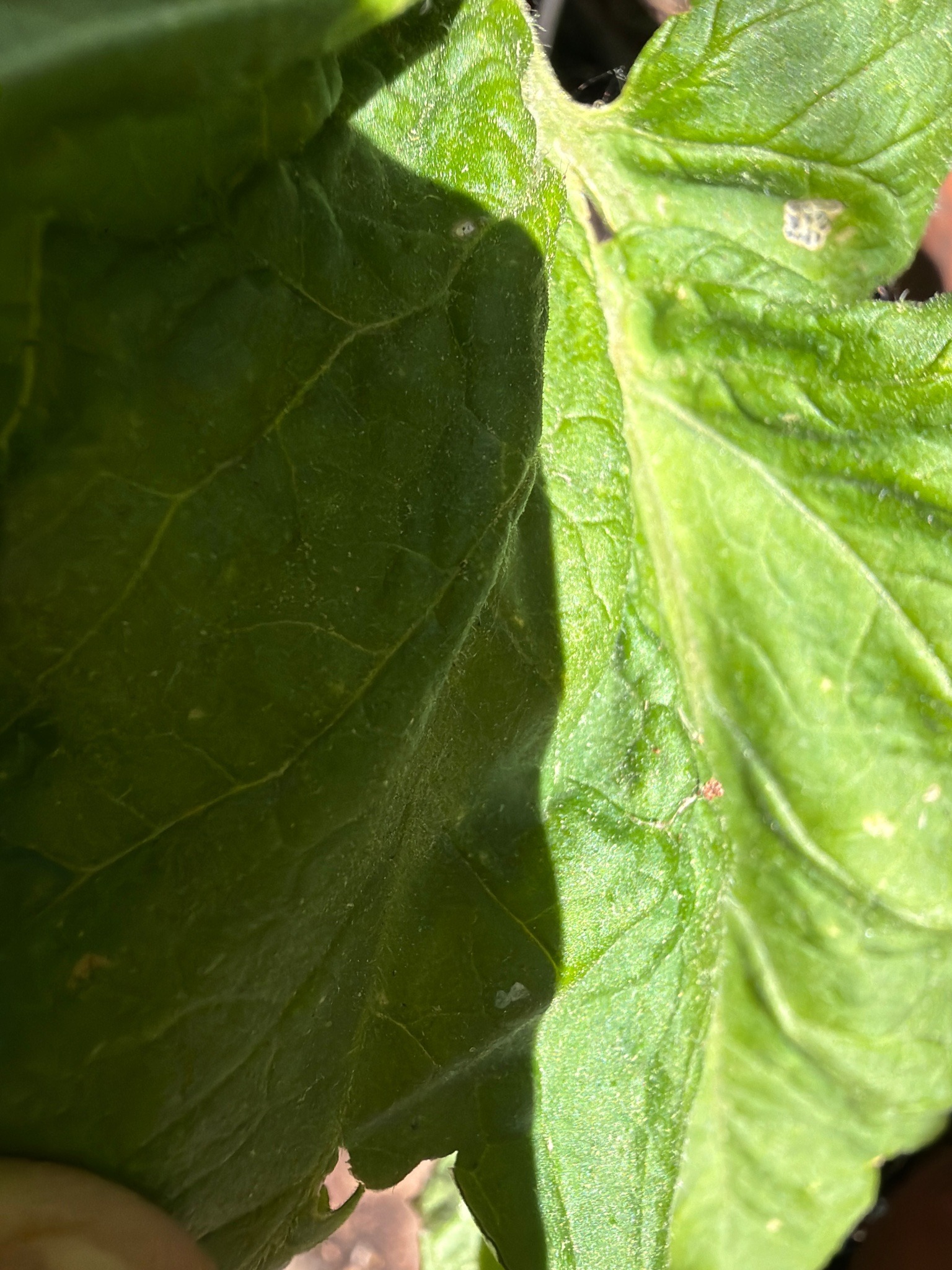 Two-spotted spider mite