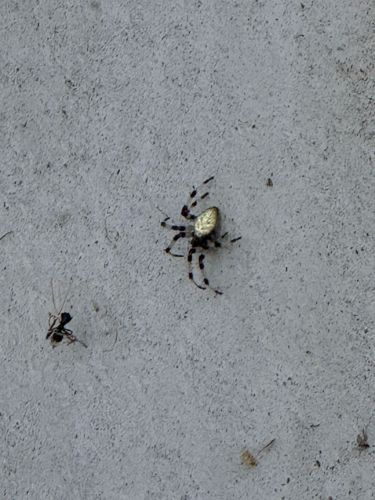 Marbled Orb Weaver