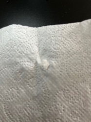 There is no identifiable bug or insect in the provided images.