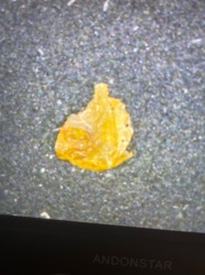 Insect Exuvia (Shed Exoskeleton)