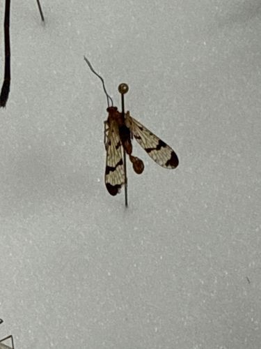 Common Scorpionfly
