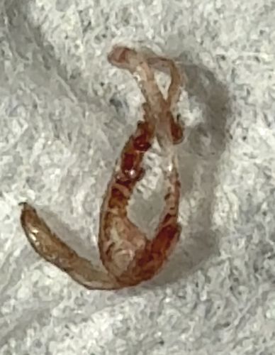 Bed Bug Skeleton (Exuvia)