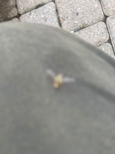 House fly (or a related species of fly)