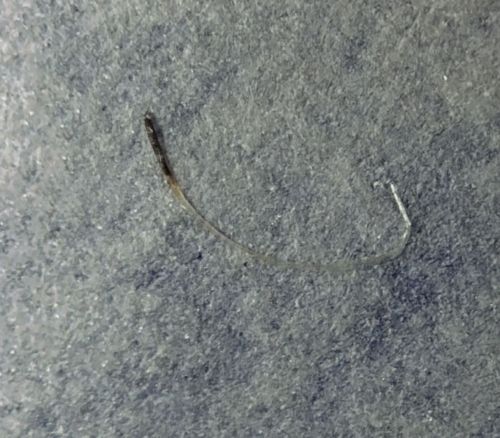 Flea Larva