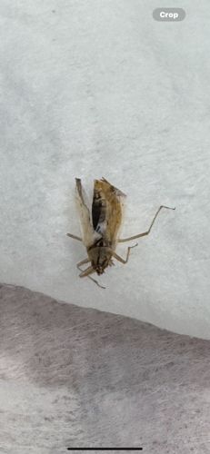 Planthopper (likely a Delphacid Planthopper)