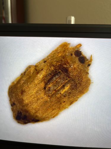 Praying Mantis Egg Case