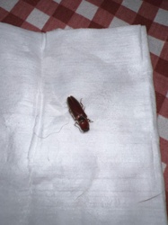 Click Beetle