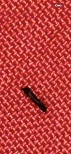 Clothing Moth Larva (possibly Black Carpet Beetle Larva based on morphology)