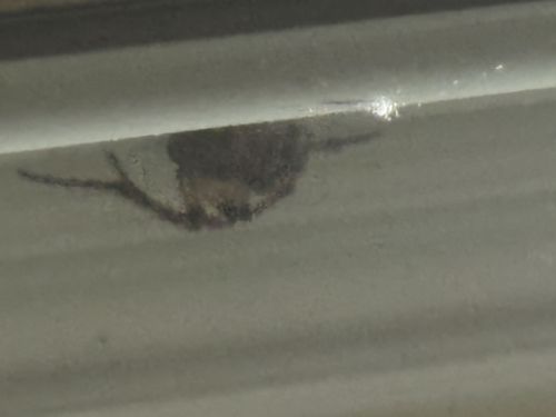 Funnel Weaver Spider (or Grass Spider)