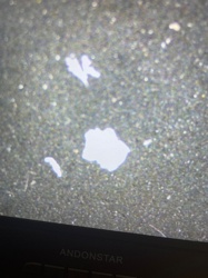 Mold/Fungus Spores or Mycelial Fragments