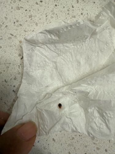 Tick (likely a deer tick or blacklegged tick based on appearance)