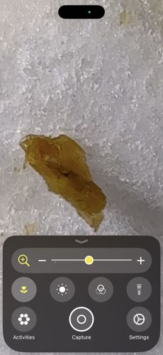 Ant Head (Isolated specimen fragment)