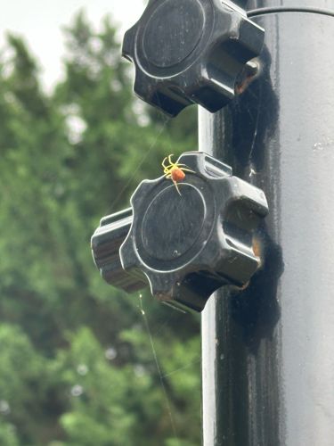 Candy-striped Spider