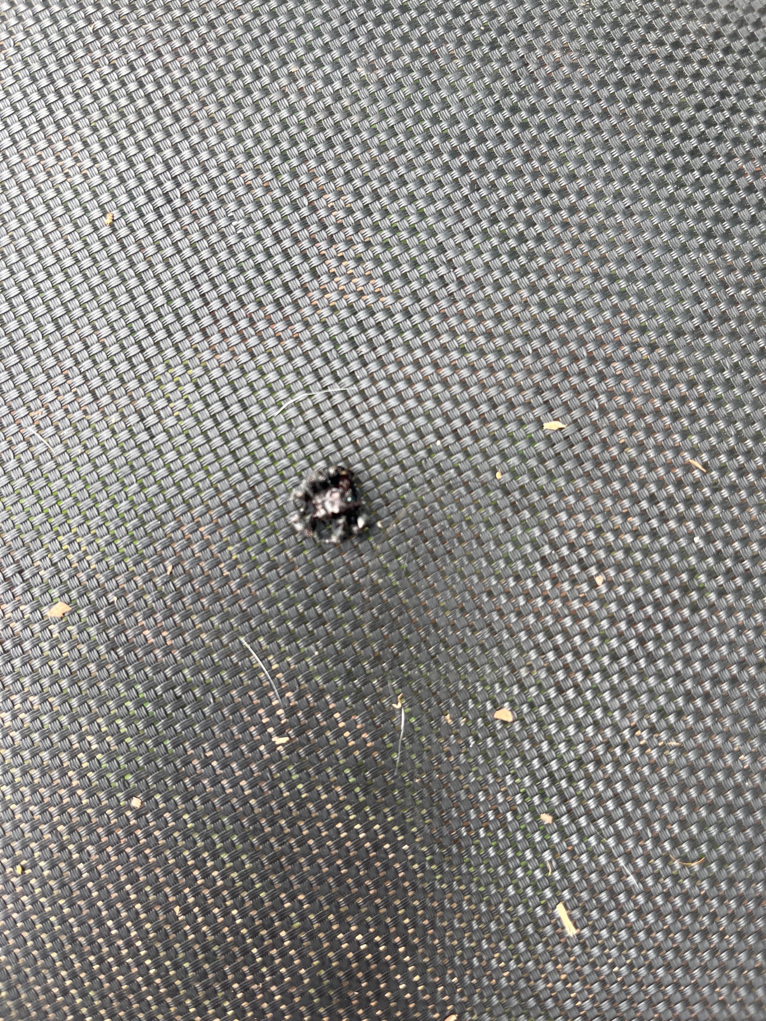 Bold Jumping Spider