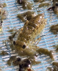 Dragonfly Nymph (or Larva)